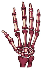 Fototapeta premium Stylized anatomical illustration of a human hand skeleton showing all bones