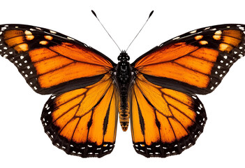 Fototapeta premium Monarch butterfly designed for nature, wildlife, beauty, education, and conservation.