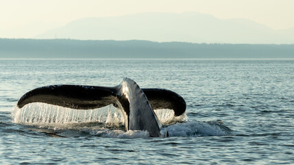 Whale Tail Splashing during Whale Watching off Vancouver Island © Matthias Klassen