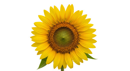 Obraz premium Vibrant Sunflower Bloom Isolated on Black Background