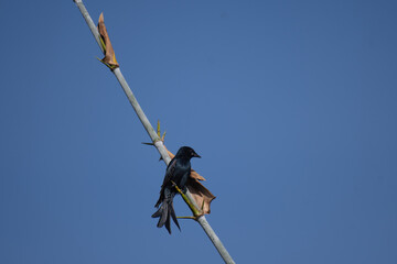 A vibrant Black drongo bird perched on a branch of a tree , showing glossy black feathers against a blurred blue sky  background.