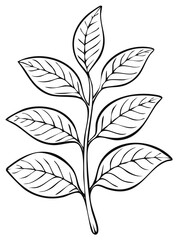 Botanical illustration of a plant branch with several leaves and detailed veins simple line art drawing