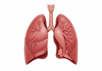 Human Lungs Anatomy Illustration  Respiratory System Pulmonary Health Medical Diagram on transparent background