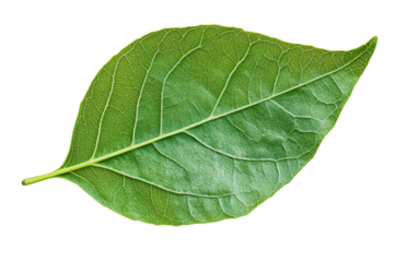 Detailed green leaf veins close up macro photography single leaf botanical illustration isolated on transparent background