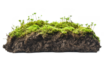 Detailed close-up of moss and soil section with tiny plants for scientific study and art projects isolated on transparent background