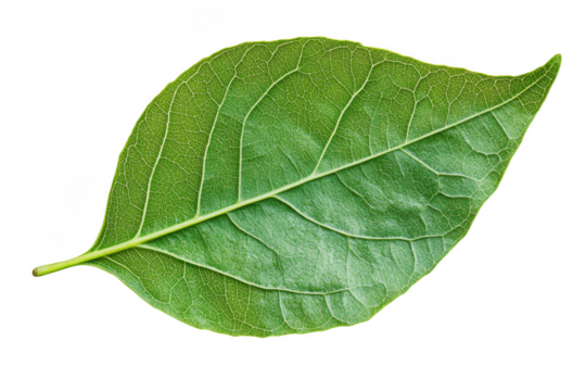 Detailed green leaf veins close up macro photography single leaf botanical illustration isolated on transparent background