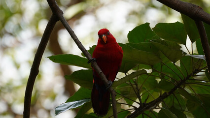 Striking red colour chattering lory