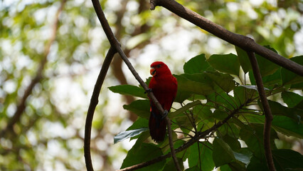 Striking red colour chattering lory
