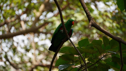 Beautiful male bird Moluccan Eclectus (Eclectus roratus) relax on branch.