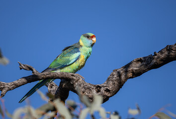 A beautiful, multi-colored Australian ringneck parrot or Mallee ringneck perches on a branch with a blue sky background in a rare moment of clear view at Cunnamulla in South West Queensland, Australia