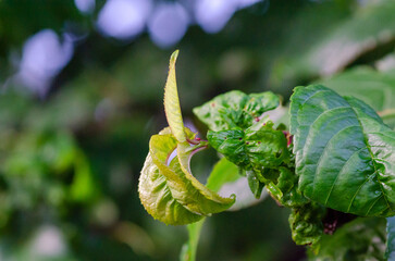 Cherry Leaf Curl Disease Caused by Taphrina wiesneri
