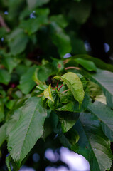 Cherry Leaf Curl Disease Caused by Taphrina wiesneri