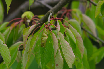 Cherry Leaf Curl Disease Caused by Taphrina wiesneri