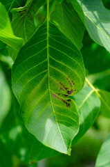 Walnut Leaf Disease Caused by Acythosiphon pisum