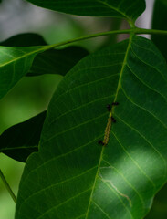 Walnut Leaf Disease Caused by Acythosiphon pisum