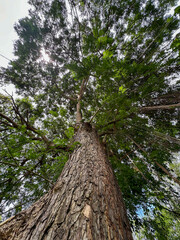 tree in the forest.Majestic Tree Canopy with Hanging Roots.Jungle forest