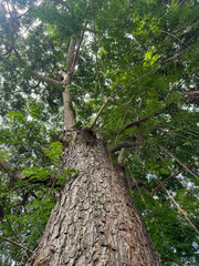 Majestic Tree Canopy with Hanging Roots.Jungle forest