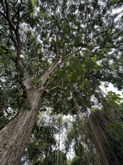 Majestic Tree Canopy with Hanging Roots.Jungle forest