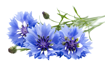Stunning Blue Cornflowers on Black Background,
