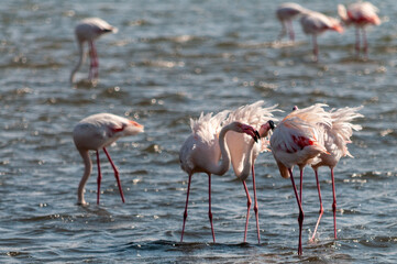Greater Flamingos - Phoenicopterus roseus- along the shores of Walvis Bay, Namibia.