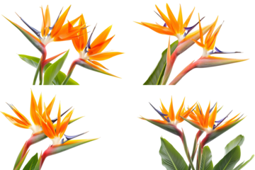 Bird of Paradise Flowers Orange Blooms Tropical Plants