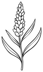Line art of a lavender stalk with petals and leaves simple botanical illustration
