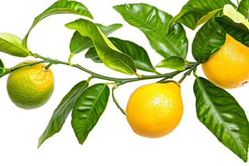 Ripe Lemons on a Branch with Lush Green Leaves