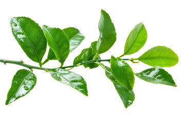 Lush Green Citrus Branch with Dew Drops