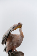 Telephoto shot of a great white pelican -Pelecanus onocrotalus-near Walvis Bay, Namibia