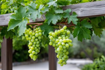 Bunches of green grapes hanging from vine in vineyard