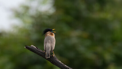 A vibrant colorful Brahimny starling perched on a tree branch, with crest feathers raised and open beak, against a soft blurred green background.