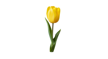 Vibrant Yellow Tulip Flower Blossom on Black Background
