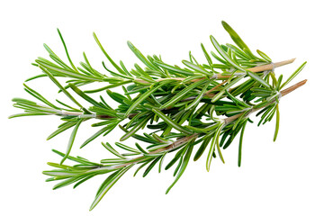 Fototapeta premium Fresh Rosemary Sprigs Isolated on Black Background
