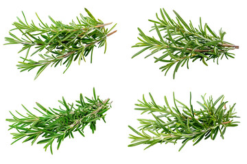 Fresh Rosemary Sprigs Culinary Herb Collection