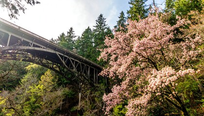 Bridge and Blossoms