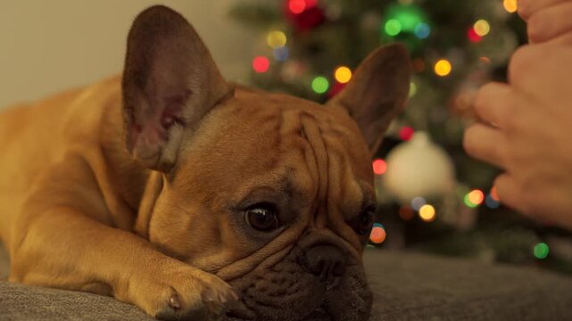 Grumpy French Bulldog refuses Christmas: pushes off Santa hat with paw, owner puts it back. Festive tree background. Professional funny footage holiday bloopers and pet content. Refusing celebration