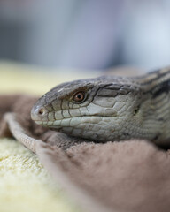 blue tongue lizard