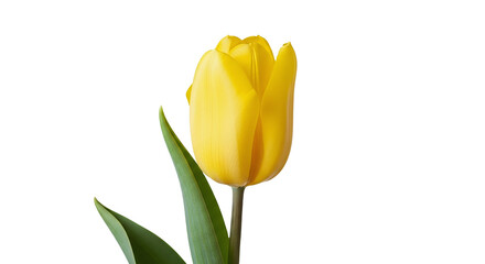 Vibrant Yellow Tulip Flower Against Dark Black Background
