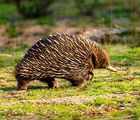 Echidna