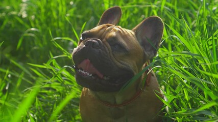 Close-up of a joyful French Bulldog smiling through lush green grass, tongue out. Golden hour sunlight, summer bliss, pure happiness. Perfect for pet product ads, social media stories, mood videos