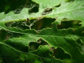 Green leaves are damaged and have holes due to being eaten by caterpillars. Macro