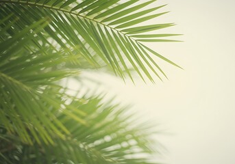 Obraz premium A soft focus close-up of vibrant green palm leaves framing a bright, sunlit background.
