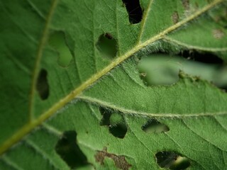 Green leaves are damaged and have holes due to being eaten by caterpillars. Macro