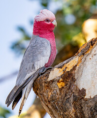 Galah portrait