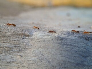 A group of red ants walking on the wall texture the morning. Macro