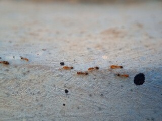 A group of red ants walking on the wall texture the morning. Macro