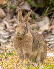 rabbit in the garden