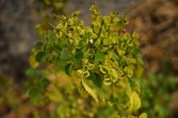 Fresh Green leaves close up photo with texture details