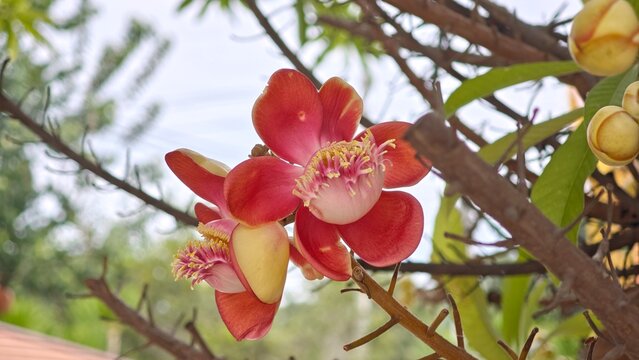 ◆sala tree◆ Sala Tree Images – Browse 2,502 Stock Photos, Vectors, and