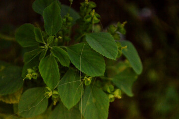 Fresh Green leaves close up photo with texture details